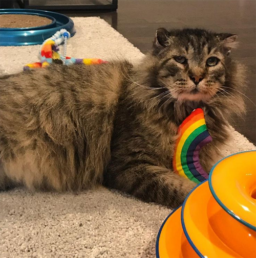 former street cat fiv positive