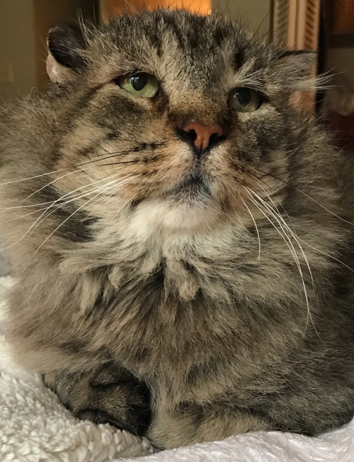 former street cat fiv positive