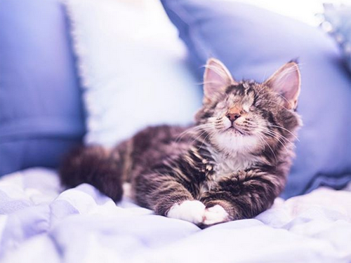blind adventure kitten