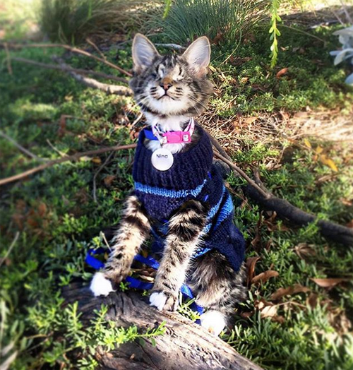 blind adventure kitten