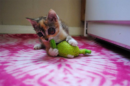 blind calico cat kitten