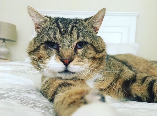 Meet Benson, The Handsome Cat Who Was Rescued From An Animal Hoarder’s 