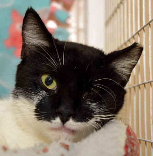 Meet The Adorable Blind And Deaf Cat Who Is Loving Her New Life In A Texas Sanctuary For Special Needs Kitties Meow As Fluff