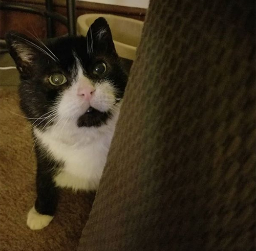 Meet The Handsome Former Feral Cat Who Came Out Of His Shell Thanks To ...