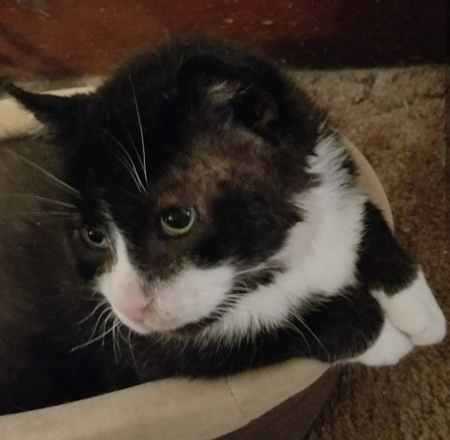 Meet The Handsome Former Feral Cat Who Came Out Of His Shell Thanks To ...