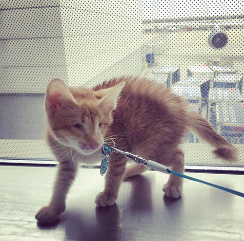 blind cat with micropthalmia