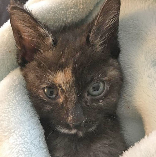 Meet The Adorable “Miracle” Kitten With Radial Hypoplasia And ...