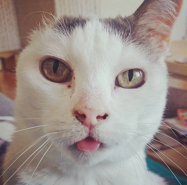 Meet The Stunning One-eared Senior Cat Who Found A Loving Home After ...