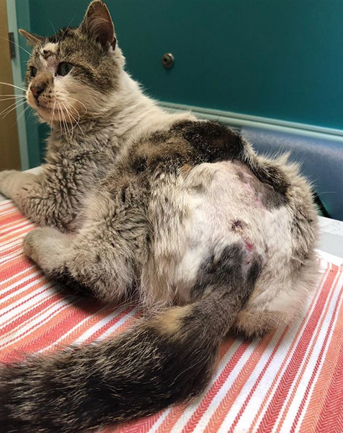 Meet Otto, The Handsome Cat Who Survived A Car Accident And Suspected ...