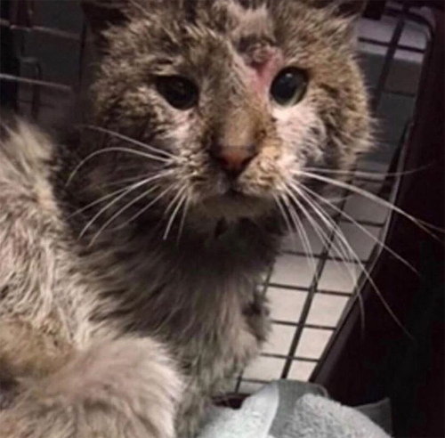 Meet Otto, The Handsome Cat Who Survived A Car Accident And Suspected ...