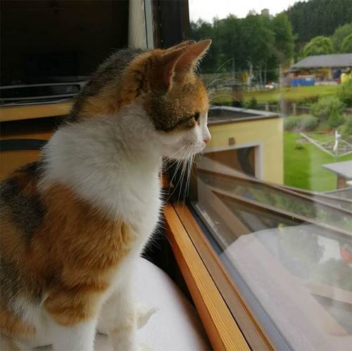 Meet The Gorgeous Cat With Hind Leg Paralysis Who Is Living A Happy And ...