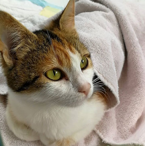 meet-the-gorgeous-cat-with-hind-leg-paralysis-who-is-living-a-happy-and