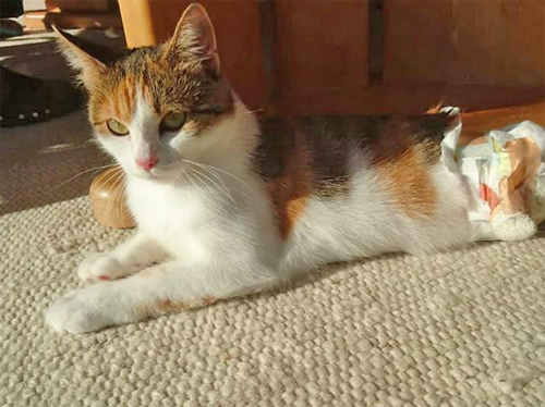 calico cat with hind leg paralysis