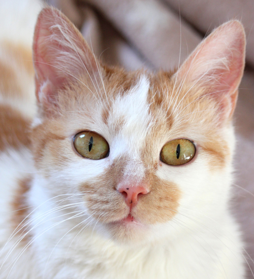 Meet The Brave And Beautiful Cat Who Found The Perfect Home After She ...