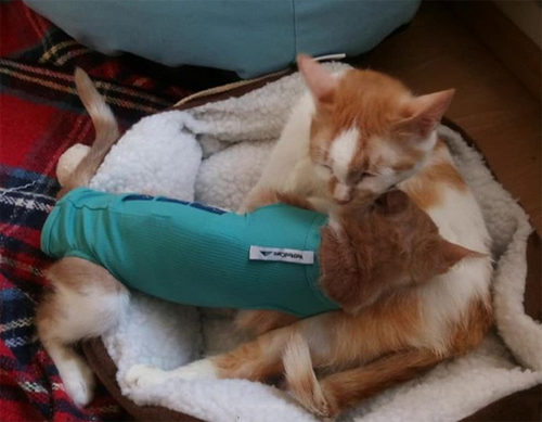 Meet The Brave And Beautiful Cat Who Found The Perfect Home After She ...