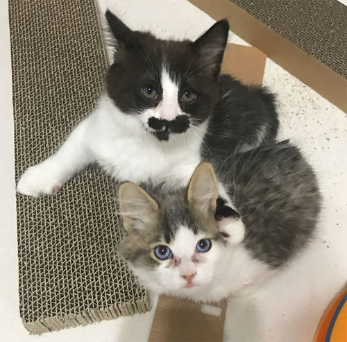 Meet Haiku And Sonnet, Adorable Kittens With Tibial Hemimelia Who Are ...