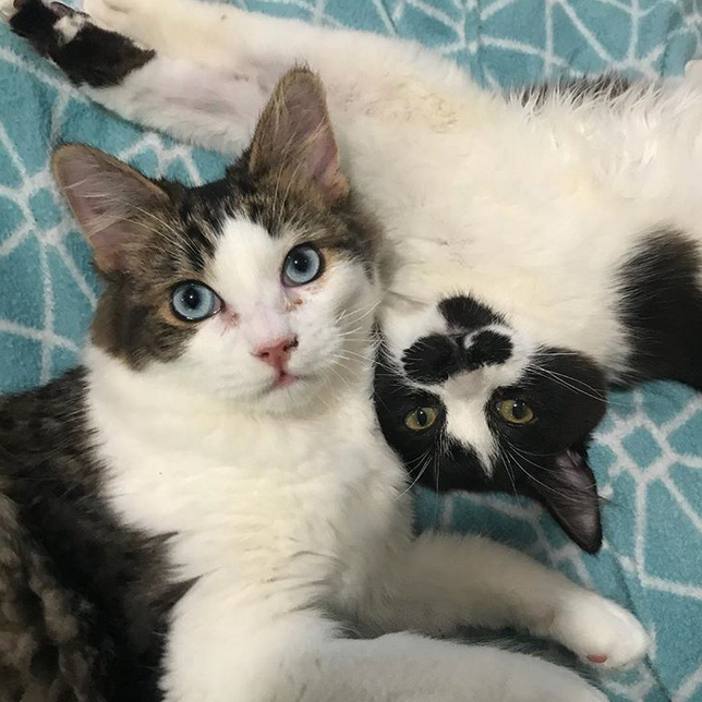 Meet Haiku And Sonnet, Adorable Kittens With Tibial Hemimelia Who Are ...