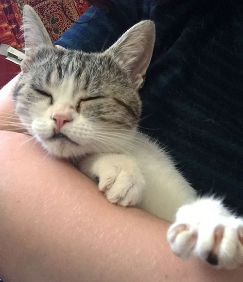 cat with feline leukemia snaggle tooth underbite