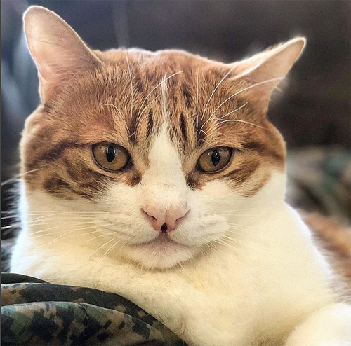 ginger white cat with cleft palate cleft lip