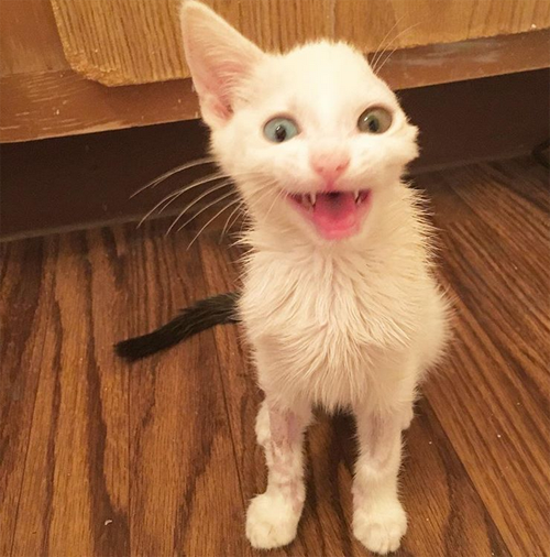 Meet The Adorable One-eared Cat With Feline Leukemia Who Is Thriving