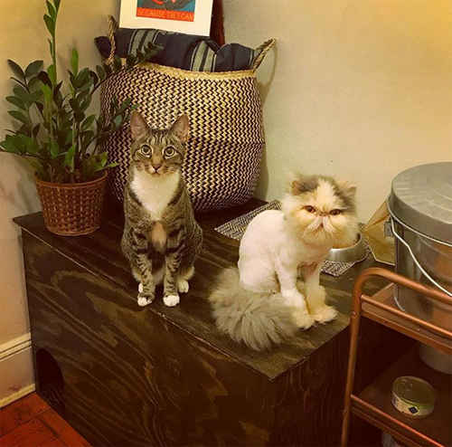 special needs persian rescue cat