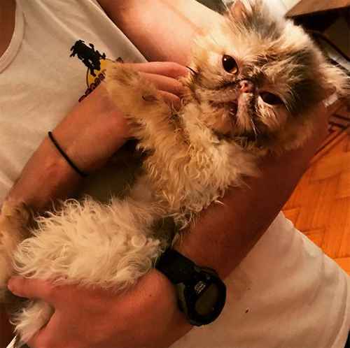 special needs persian rescue cat