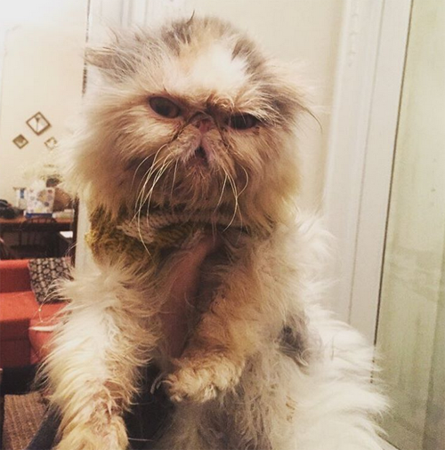 special needs persian rescue cat