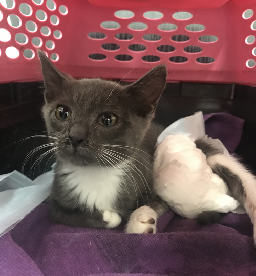 Meet Beluga, An Adorable Paraplegic Kitten Who Is Loving Life With His