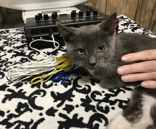 Meet Beluga, An Adorable Paraplegic Kitten Who Is Loving Life With His