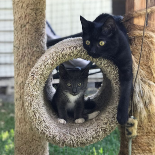 Meet Beluga, An Adorable Paraplegic Kitten Who Is Loving Life With His