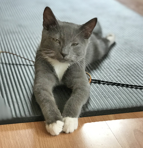 Meet Beluga, An Adorable Paraplegic Kitten Who Is Loving Life With His