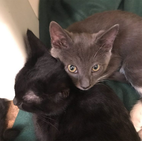 Meet Beluga, An Adorable Paraplegic Kitten Who Is Loving Life With His