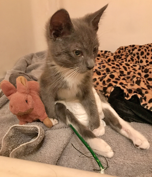 Meet Beluga, An Adorable Paraplegic Kitten Who Is Loving Life With His