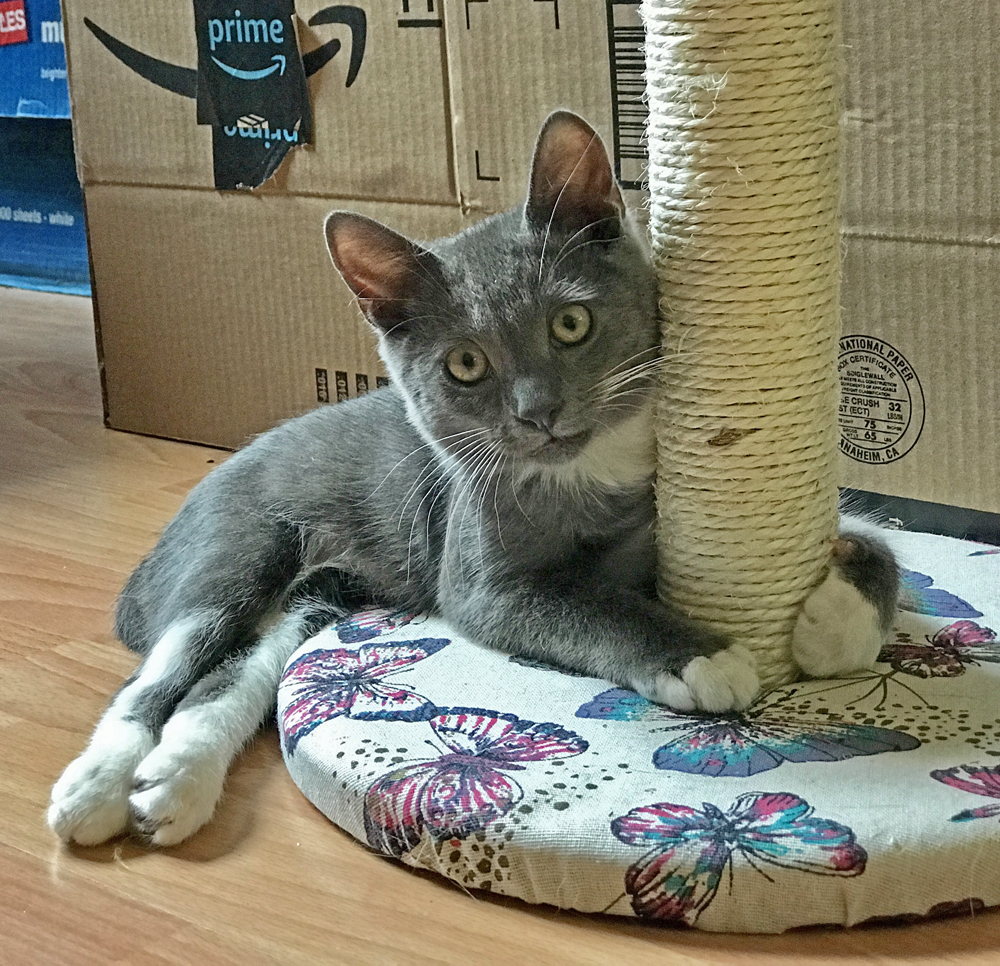 Meet Beluga, An Adorable Paraplegic Kitten Who Is Loving Life With His