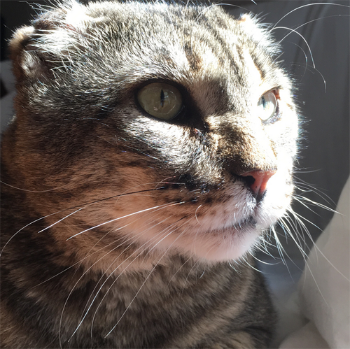 Meet The Handsome Senior Cat With FIV Who Found The Perfect Home After ...