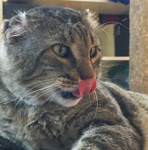 Meet The Handsome Senior Cat With FIV Who Found The Perfect Home After ...