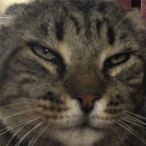 former street cat with FIV and diabetes