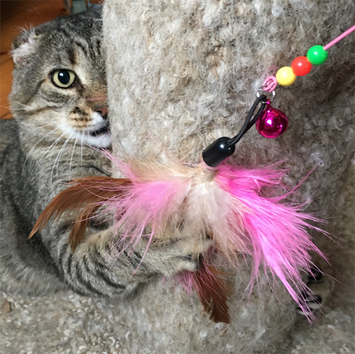 former street cat with FIV and diabetes