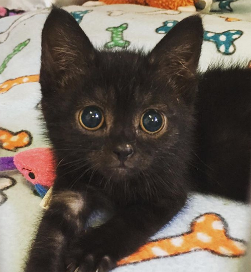 Meet The Incredibly Cute Wobbly Kitten With Cerebellar Hypoplasia Who ...