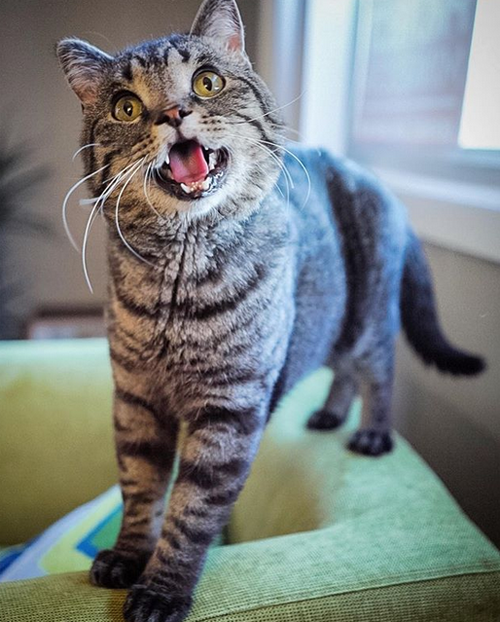 rescue cat with underbite and scoliosis