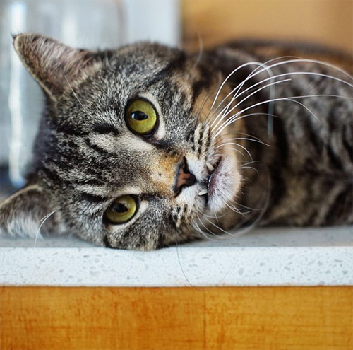 Meet The Adorable Cat With An Underbite And Scoliosis Who ...