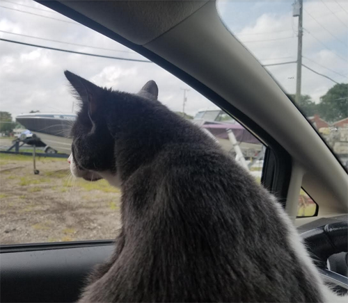 Meet The Adorable Rescue Cat With Colitis And A Heart Murmur Who Is ...