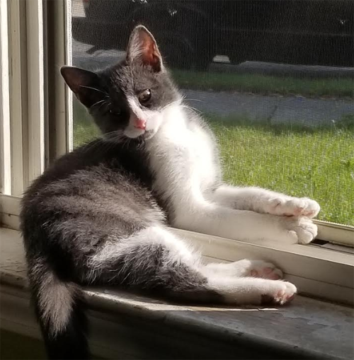 rescue cat with colitis and heart murmur