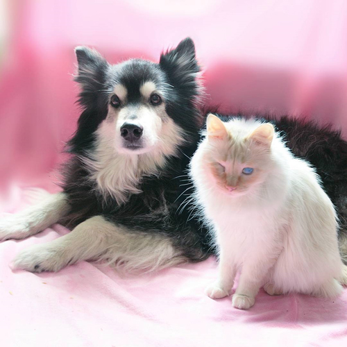 blind rescue cat with epilepsy