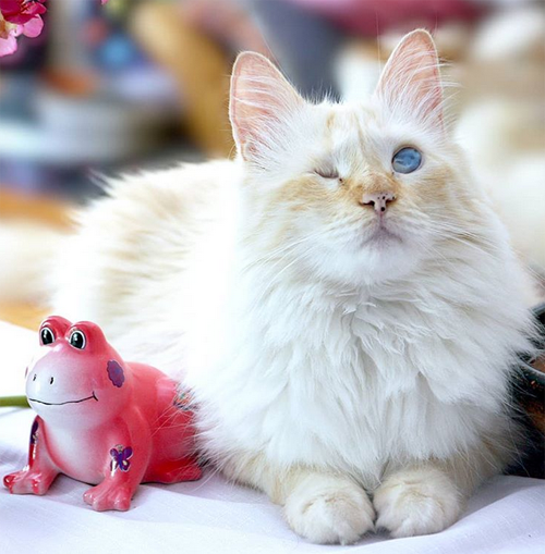 blind rescue cat with epilepsy