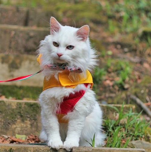 deaf white senior therapy cat