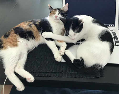 blind calico rescue kitten