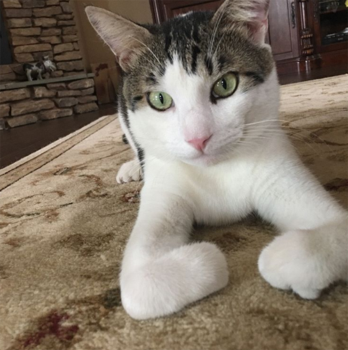 rescue cat with fiv radial hypoplasia