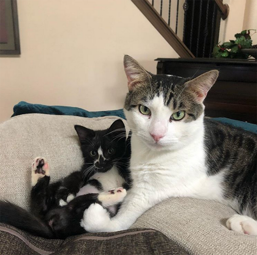 rescue cat with fiv radial hypoplasia