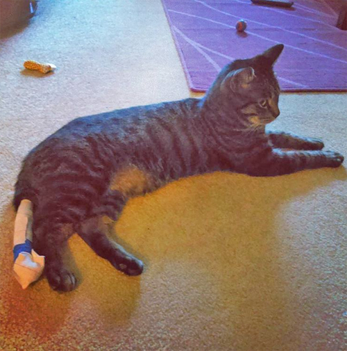 rescue cat with feline hyperesthesia syndrome